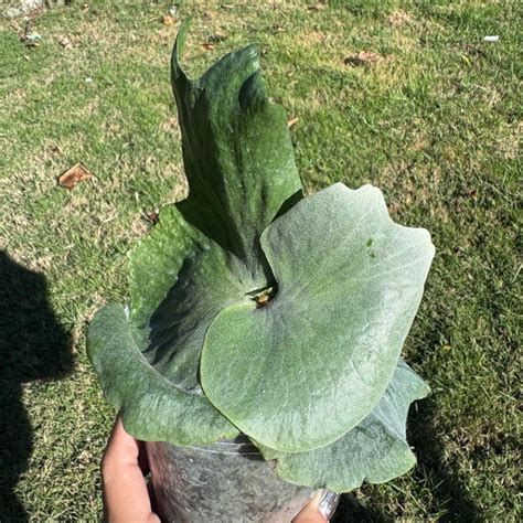 辦公室 多肉植物 風水